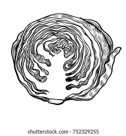 Illustration Half Cabbage, Vegetable engraved style illustration. Isolated Cabbage on white background. Detailed vegetarian food drawing. Farm market product-Vector Hand drawn Illustration.