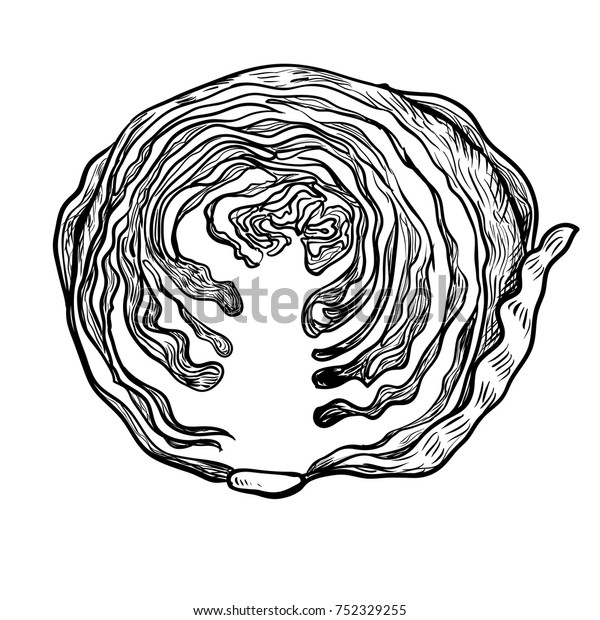 イラスト半キャベツ 野菜彫りイラスト 白い背景にキャベツ 精進料理の詳細図 農場市場の製品 ベクター手描きのイラスト のベクター画像素材 ロイヤリティフリー
