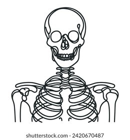 illustration of half of a human skeleton. One line drawing of a human skeleton