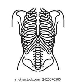 illustration of half of a human skeleton. One line drawing of a human skeleton