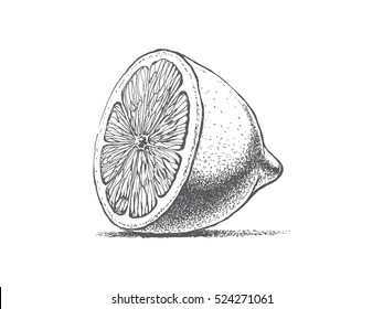 illustration of half a lemon, slice of citrus fruit, vector image