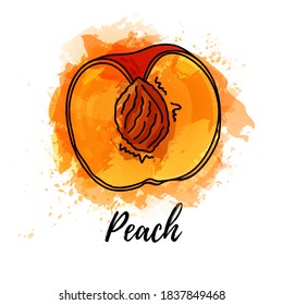 illustration of half peach fruit. Vector watercolor splash background. Graphics for cocktails, fresh juice design. Natural organic food label