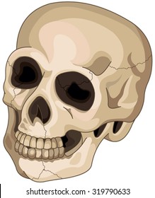 Illustration of Halloween skull 