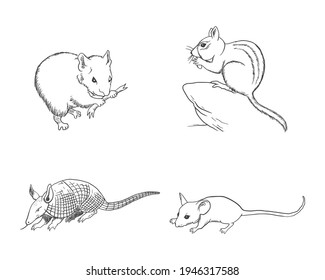 Illustration of hamster, Armadillo, chipmunk and, mouse
