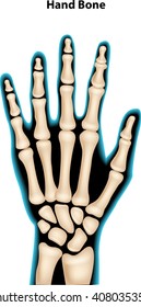 Illustration of hand bone