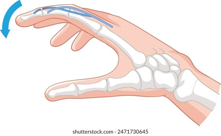 Illustration of hand bones and tendons