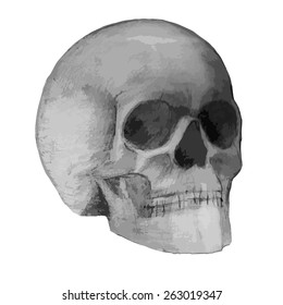 Illustration of hand drawing scull.
