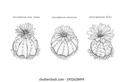 Illustration hand drawn Astrophytum asterias - star shape - kiko cactus with blooming flower - outline vector.