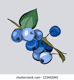 Illustration of hand drawn blueberry on branch