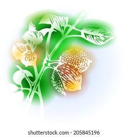 Illustration with hand drawn branch of nutmeg and soft background like watercolor paintings. Spice herbs series. Abstract sketch with plant silhouettes. Vector EPS10, transparency effects.