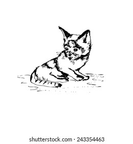 Illustration of hand drawn cat. vector
