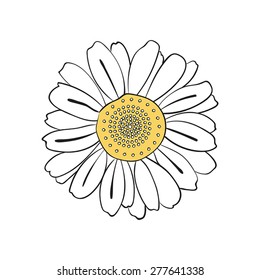 Illustration of hand drawn daisy, isolated on white background