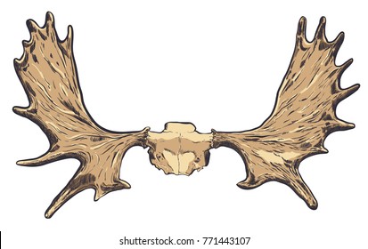 illustration of Hand drawn deer Horns.Vector EPS