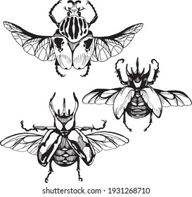 Illustration of hand drawn dung beetles