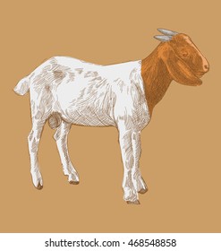 Illustration of hand drawn goat