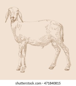 Illustration of   hand drawn goat 
