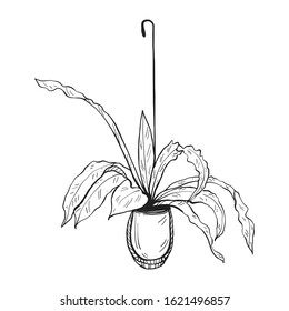 Illustration hand drawn Hanging tree outline vector eps10.