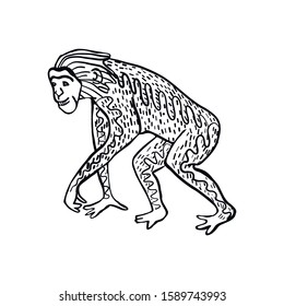 Illustration with hand drawn monkey in doodle style.
