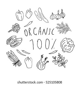 Illustration of hand drawn organic vegetables. Doodle chili, bell pepper, asparagus, cucumber, onion, greens, cabbage, mint, fennel, lettuce, parsley and dill with lettering.