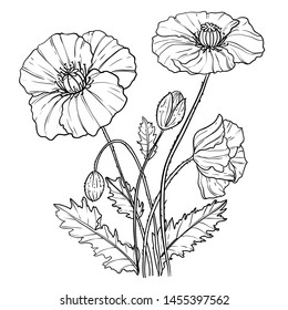 Illustration with hand drawn poppies flowers, outline, vector image