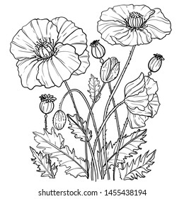 Illustration with hand drawn poppies flowers, outline, vector image