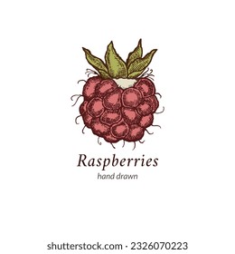 Ilustración de frambuesas dibujadas a mano.   Ilustración de estilo vintage de frambuesa para logotipo, embalaje.