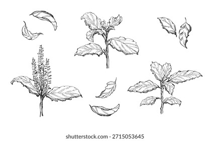 Desenho à mão desenhado Set Basil, folhas de Manjericão Sagrado, árvore de manjericão, no fundo branco, estilo de tinta monocromática de contorno para arte, logotipo, vetor de embalagem eps10.