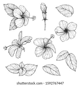 Illustration Hand drawn Set Hibiscus rosa sinensis Flowers, Leaves ,Young shoots, Outline vector eps10.