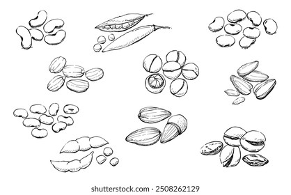 Illustration Hand drawn Set Of Mix Beans, red beans, green peas, soybean, peanuts, pistachios, sunflower seeds, almond, macadamia on white background, outline monochrome ink style.