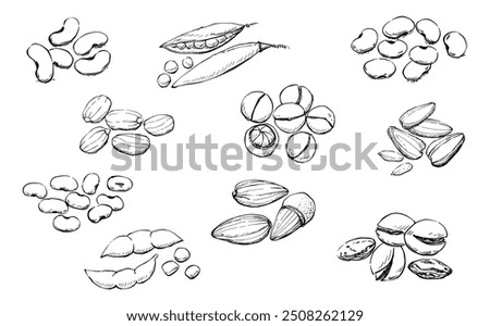 Illustration Hand drawn Set Of Mix Beans, red beans, green peas, soybean, peanuts, pistachios, sunflower seeds, almond, macadamia on white background, outline monochrome ink style.