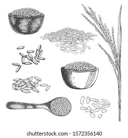 Illustration hand drawn Set rice on wooden spoon, wooden bowl, ear rice grains, paddy field on white background, outline monochrome ink style for artwork, logo, packaging vector eps10.