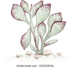 Illustration Hand Drawn Sketch of Adromischus Maculatus, Calico Hearts or Chocolate Drop. A Succulent Plants for Garden Decoration.

