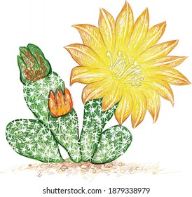 Illustration Hand Drawn Sketch of Airampoa Cactus with Yellow Flower for Garden Decoration.
