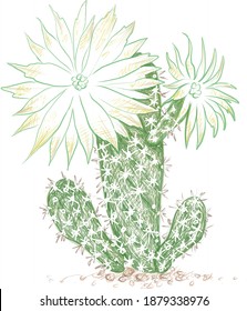 Illustration Hand Drawn Sketch of Arthrocereus Cactus with Pink Flower for Garden Decoration.
