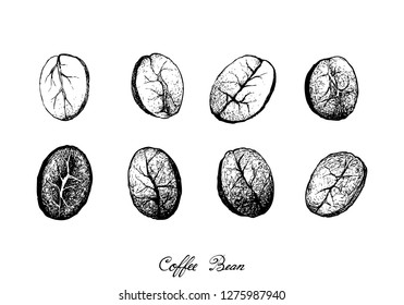Illustration Hand Drawn Sketch of Assorted Roasted Coffee Beans Isolated on White Background.