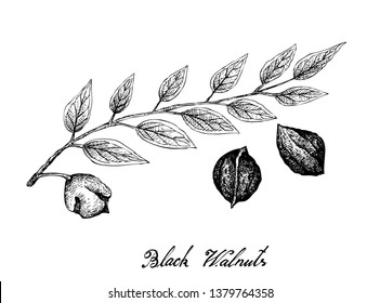 Illustration Hand Drawn Sketch of Black Walnuts or Juglans Ni-gra on A Tree, Good Source of Dietary Fiber, Vitamins and Minerals.