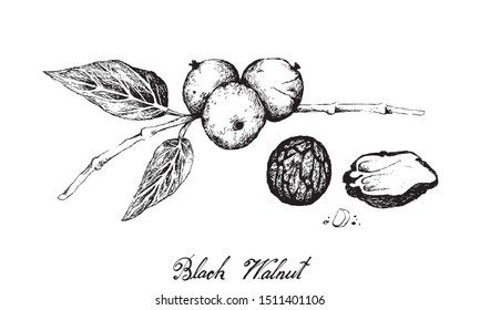 Illustration Hand Drawn Sketch of Black Walnuts or Juglans on A Tree, A Popular Ingredient to Recipes Like Bakery and Desserts.