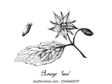 Illustration Hand Drawn Sketch of Borage Seeds and Blossoms on A Branch. The Highest Amounts of Y-Linolenic Acid or GLA of Seed Oils.