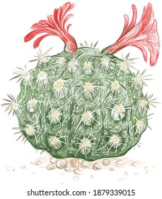 Illustration Hand Drawn Sketch of Borzicactus Cactus with Pink Flower for Garden Decoration.
