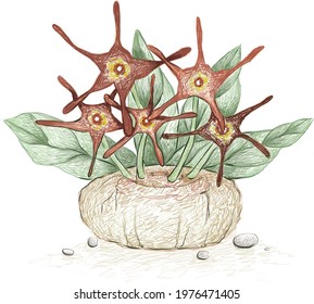 Illustration Hand Drawn Sketch of Brachystelma Barbarea Plant. A Succulent Plants for Garden Decoration.
