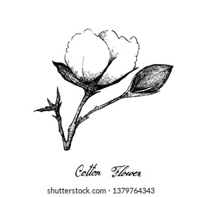 Illustration Hand Drawn Sketch of A Branch of Cotton Flower with Bud and Leaves Isolated on White Background.