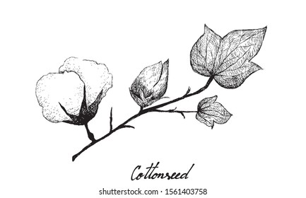 Illustration Hand Drawn Sketch of A Branch of Cotton Flower with Bud and Seed Isolated on White Background.