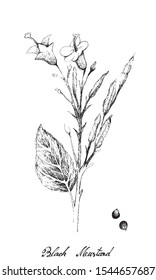 Illustration of Hand Drawn Sketch Brassica Ni-gra or Black Mustard Plant with Pods and Seed Isolated on White Background. Used as A Spice and Condiment.