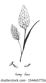 Illustration of Hand Drawn Sketch Bunch of Canary Grass or Phalaris Canariensis Plant on White Background.