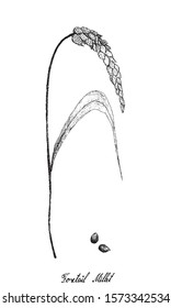 Illustration Hand Drawn Sketch of Bunch of Ripe Setaria Italica or Foxtail Millets Isolated on White Background.