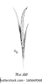 Illustration Hand Drawn Sketch of Bunch of Ripe Setaria Italica or Foxtail Millets Isolated on White Background.