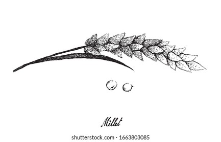 Illustration Hand Drawn Sketch of Bunch of Ripe Millets Isolated on White Background.