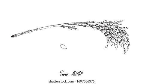 Illustration Hand Drawn Sketch of Bunch of Ripe Proso Millet or Panicum Miliaceum Isolated on White Background.