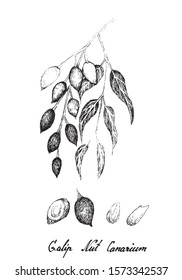 Illustration Hand Drawn Sketch of Canarium Indicum, Galip Nuts or Pacific Almonds, Good Source of Dietary Fiber, Vitamins and Minerals.