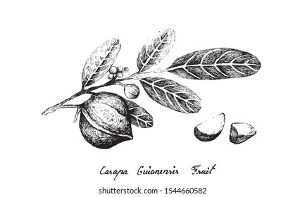 Illustration Hand Drawn Sketch of Carapa Guianensis, Andiroba or Crabwood Fruits on A Tree, Good Source of Dietary Fiber, Vitamins and Minerals.
 